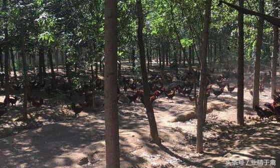 京东跑步鸡项目还在搞吗,京东养鸡项目哪些区域能申请