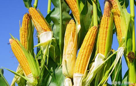 宽叶玉米和窄叶玉米哪个高产,适合山东种植的春播玉米高产品种