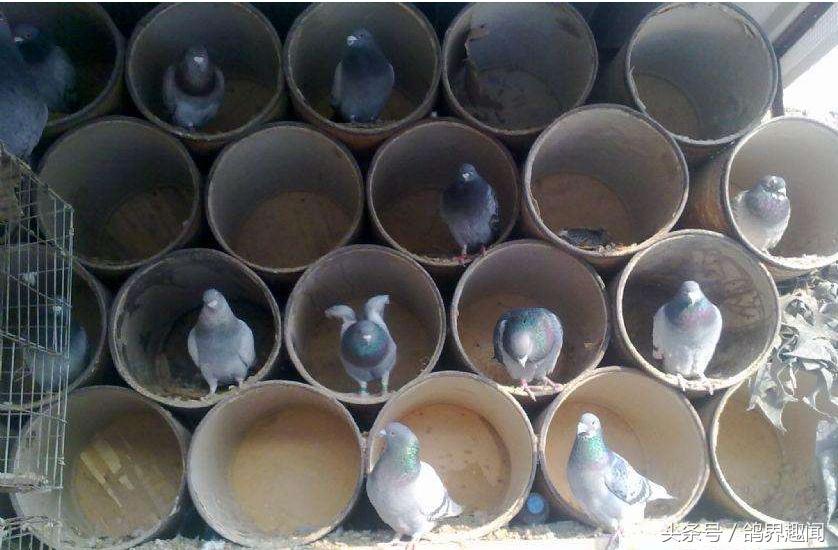 散养鸽子窝怎样搭建,废旧物品利用养鸽子