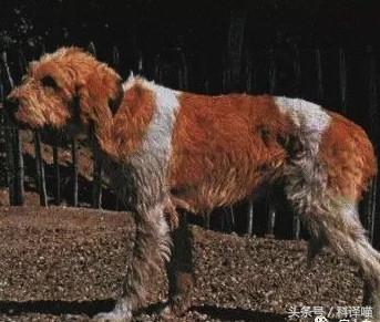 法国国王的狗狗，连狼都敢捕！可惜狼少了，狗也少了