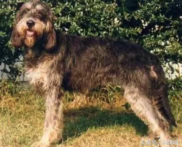 法国国王的狗狗，连狼都敢捕！可惜狼少了，狗也少了