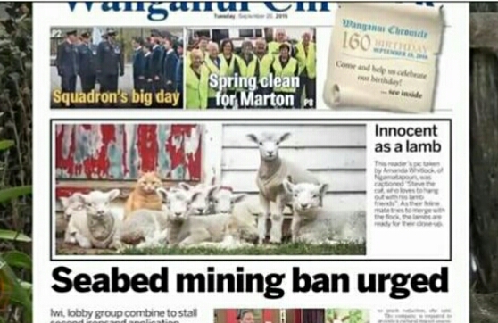 猫咪流浪时亲人收养后性情大变,猫咪认识很久了还打架