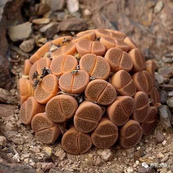 多肉有毒到底有多可怕 (各种多肉有毒吗)