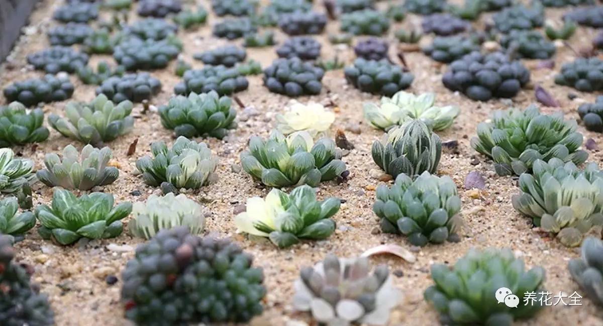 多肉有毒到底有多可怕 (各种多肉有毒吗)