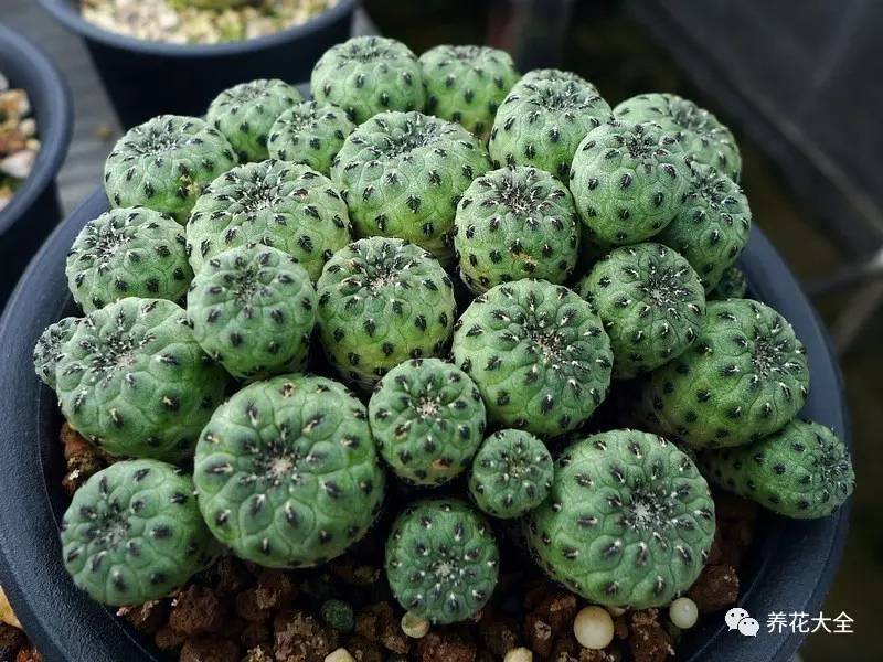 多肉有毒到底有多可怕 (各种多肉有毒吗)