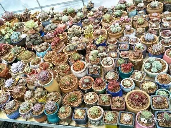 多肉有毒到底有多可怕 (各种多肉有毒吗)