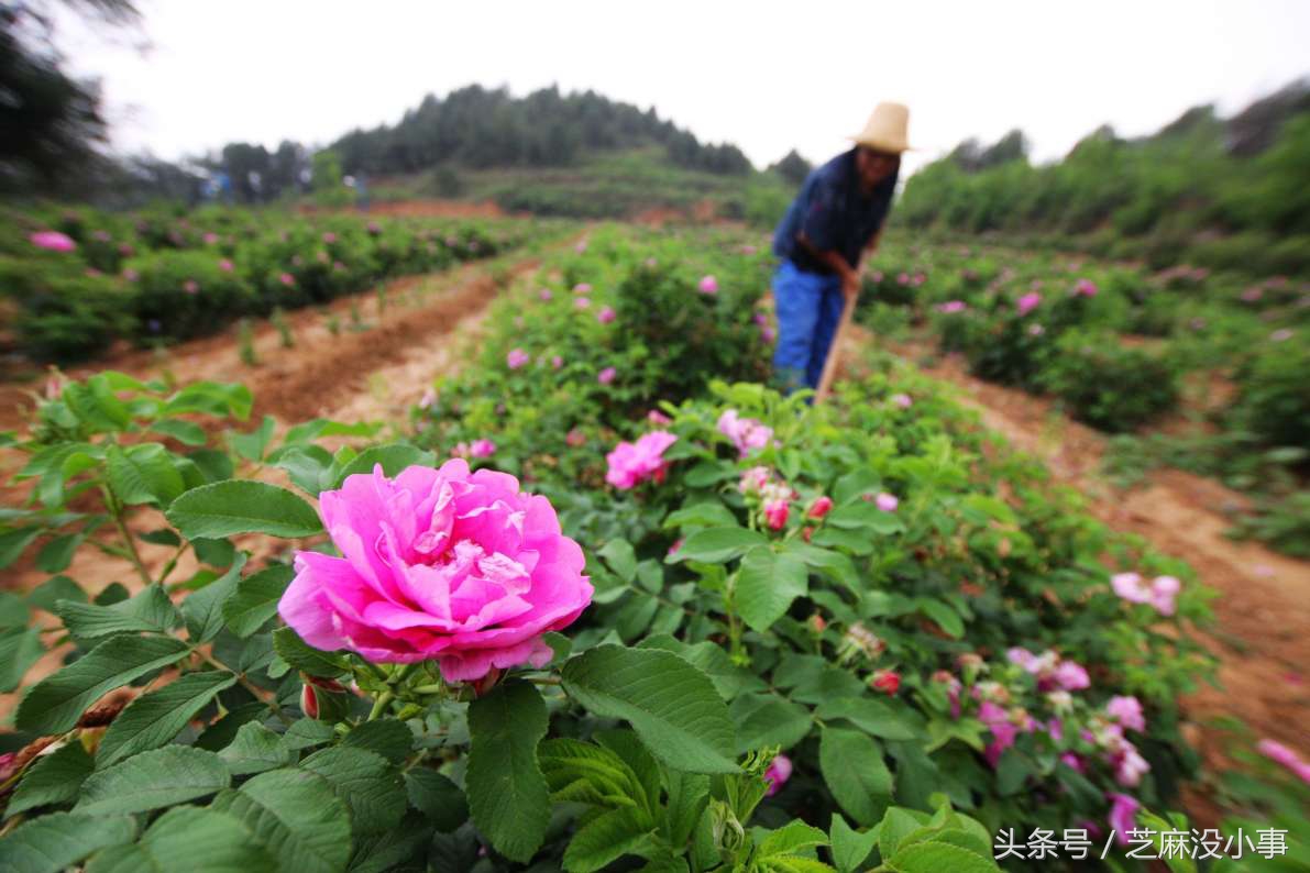 什么液体比黄金价值高,什么液体比黄金更珍贵