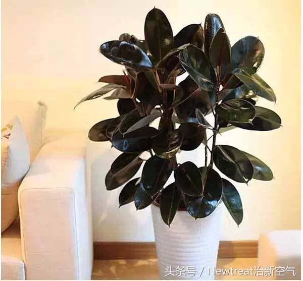 可以吸甲醛净化空气的绿植,吸甲醛的适合室内的绿植排名