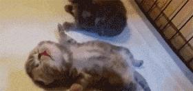 推主家的猫看电视，看着看着就睡着了，太可爱了，还翘着二郎腿！