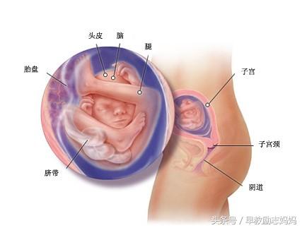 孕期胎盘有点低要注意什么,孕期胎盘低怎么避免弯腰
