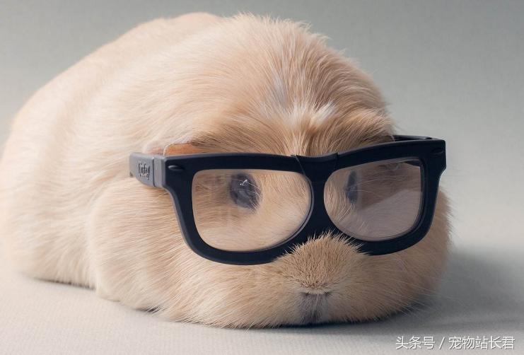 怎么挑选性格好粘人的荷兰猪,荷兰猪粮食怎么挑选视频