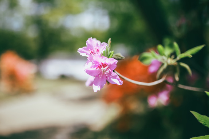 紫藤花开的季节去看锦鲤成了精，据说转发会有好运