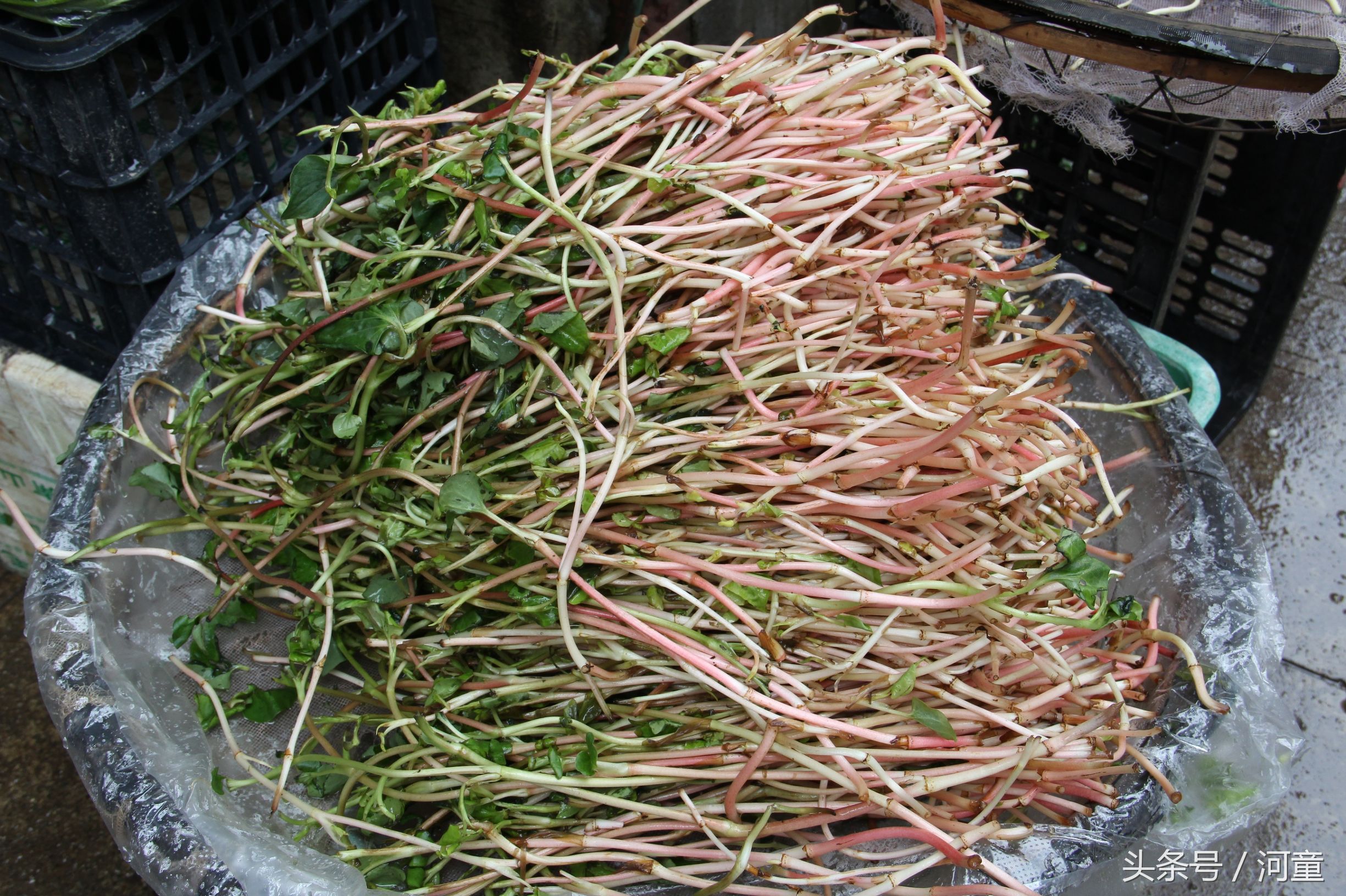 喜洲镇哪里好玩,喜洲哪个地方比较好玩