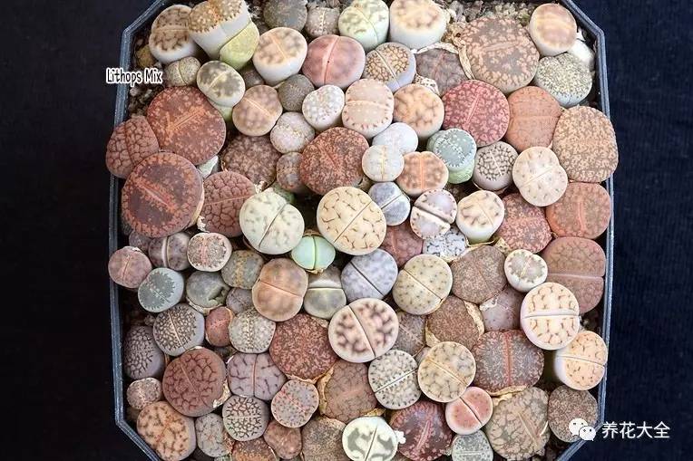 多肉有毒到底有多可怕 (各种多肉有毒吗)