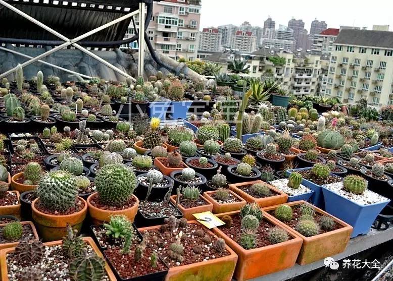 多肉有毒到底有多可怕 (各种多肉有毒吗)