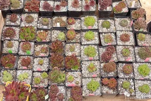 多肉有毒到底有多可怕 (各种多肉有毒吗)