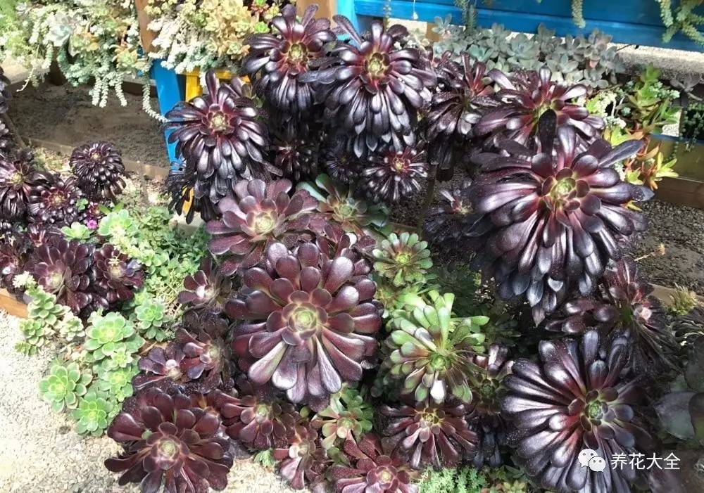 多肉有毒到底有多可怕 (各种多肉有毒吗)