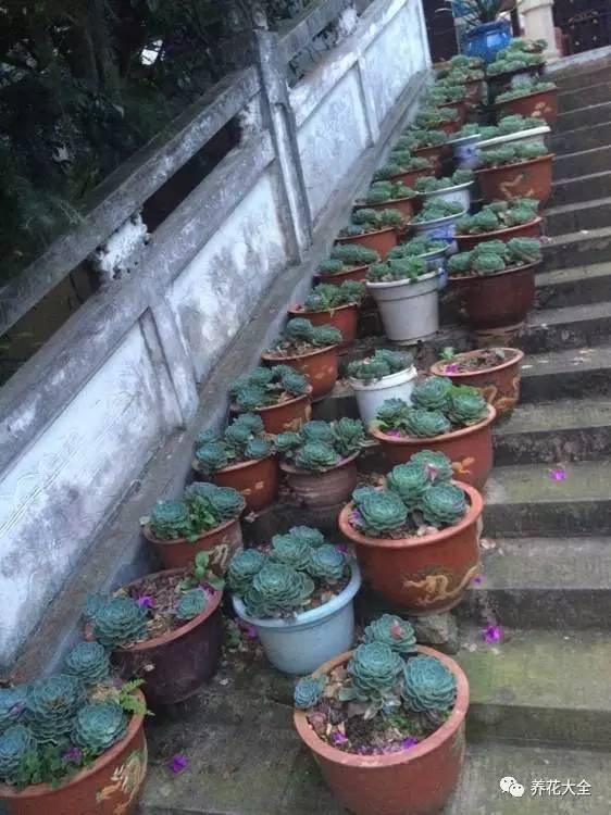 多肉有毒到底有多可怕 (各种多肉有毒吗)