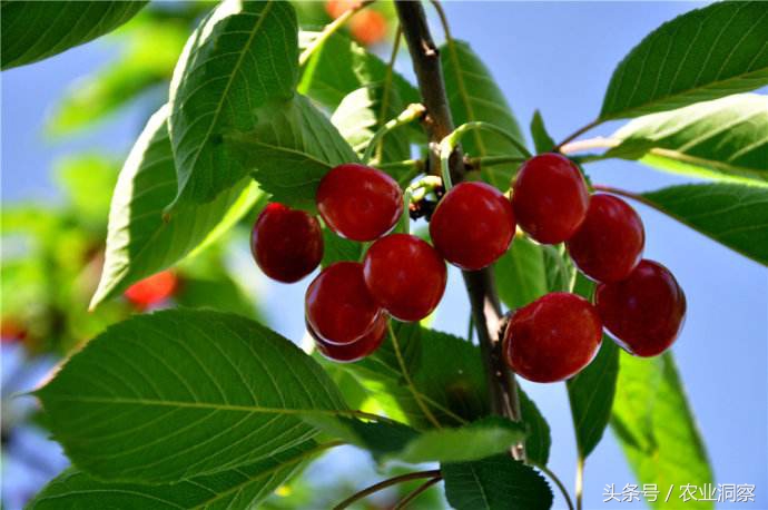 樱桃的管理与病虫害防治药,种植樱桃怎么防治病虫害