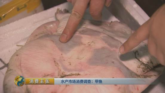 水产挑选窍门,怎么选品质高的甲鱼