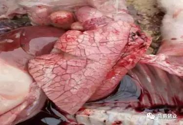 “瑞多康”+“瑞安欣”双剑合一:猪场扫除衣原体和弓形体的法宝