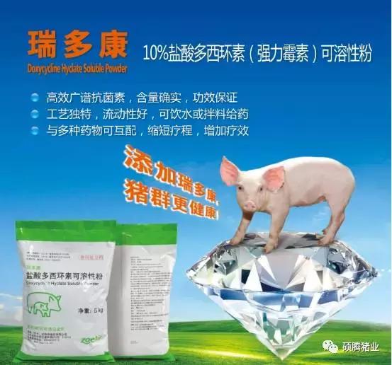 “瑞多康”+“瑞安欣”双剑合一:猪场扫除衣原体和弓形体的法宝
