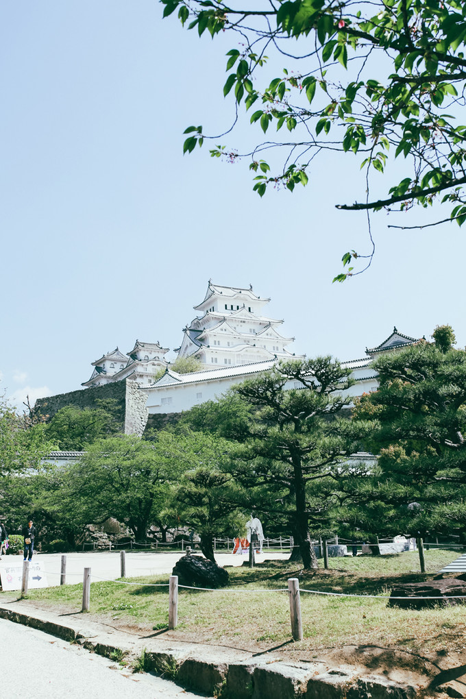 紫藤花开的季节去看锦鲤成了精，据说转发会有好运