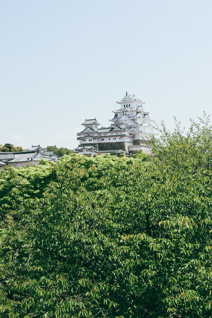 紫藤花开的季节去看锦鲤成了精，据说转发会有好运