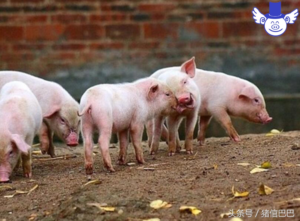 如何判断猪仔健康,如何判断育肥猪健康