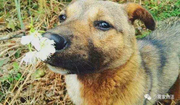 今天我们聊聊狗屎吧!