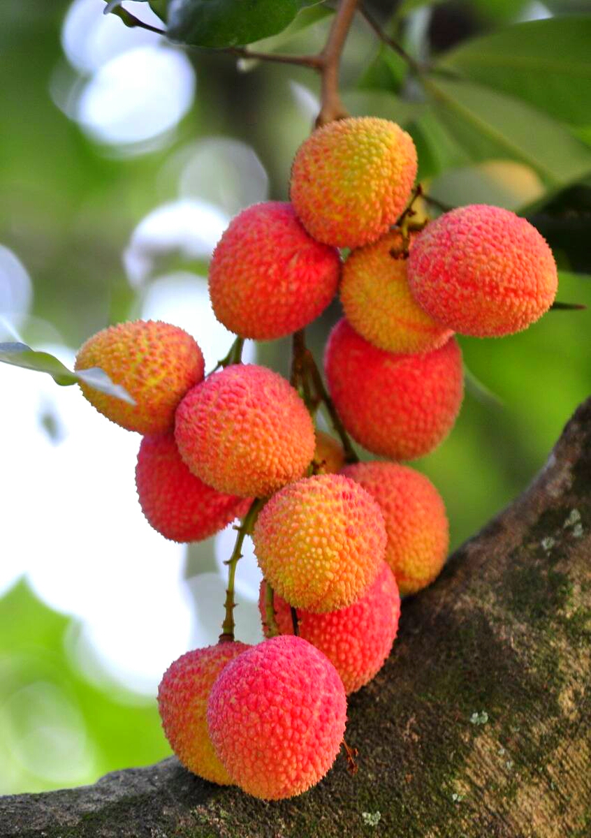 为博美人一笑不惜一切的诗句,只为博妃子一笑