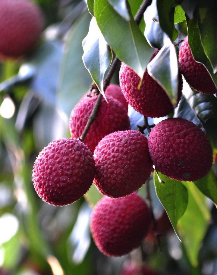 为博美人一笑不惜一切的诗句,只为博妃子一笑