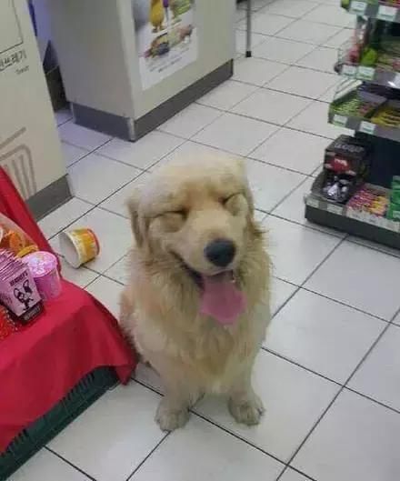 推主家的猫看电视，看着看着就睡着了，太可爱了，还翘着二郎腿！