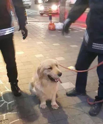 推主家的猫看电视，看着看着就睡着了，太可爱了，还翘着二郎腿！