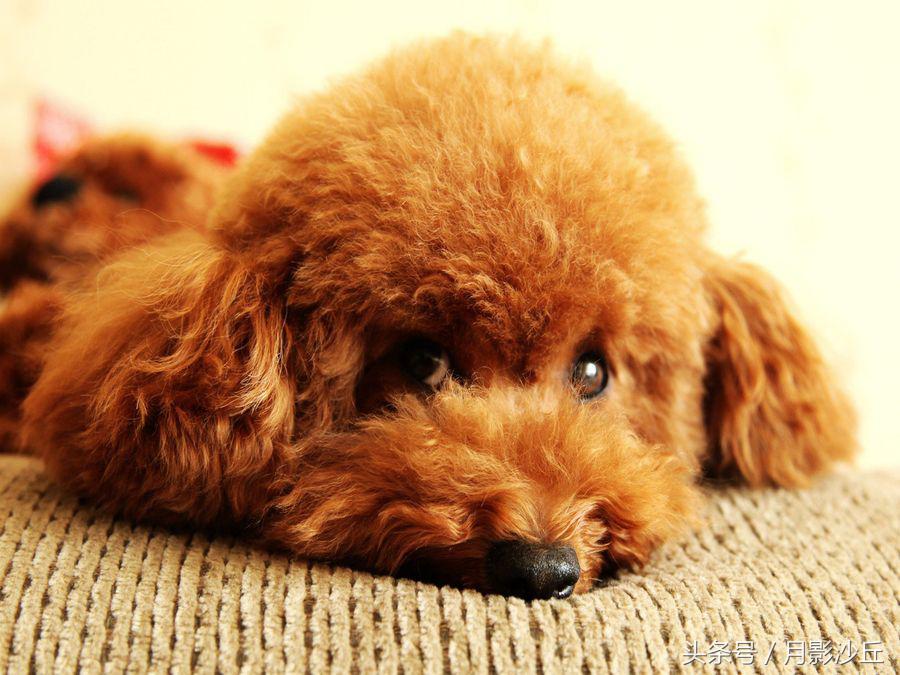 泰迪犬如何训练定点上厕所,如何训练泰迪犬大小便