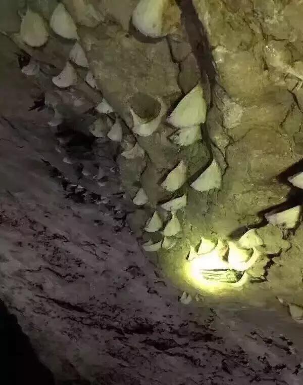 燕窝是哪种金丝燕的巢,金丝燕窝有什么成分