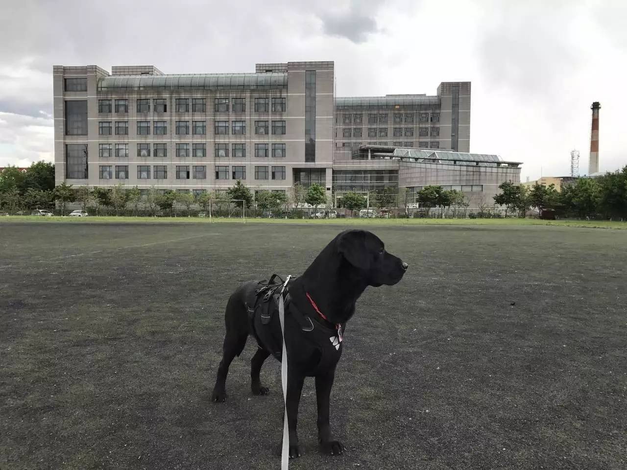 如何正确保护狗不被抓,抓狗的好方法