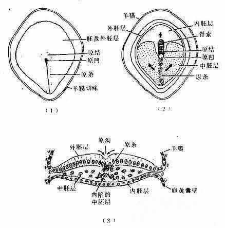 早期怎样判断宫外孕最简单方法,早期如何判断宫外孕