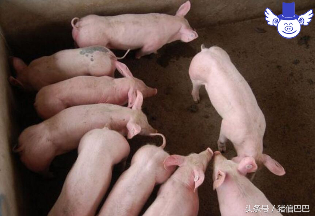 如何判断猪仔健康,如何判断育肥猪健康