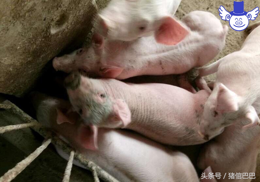 如何判断猪仔健康,如何判断育肥猪健康