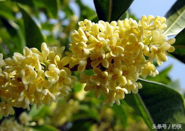 钓鱼鱼饵的秘密,钓鱼饵料内幕水母粉