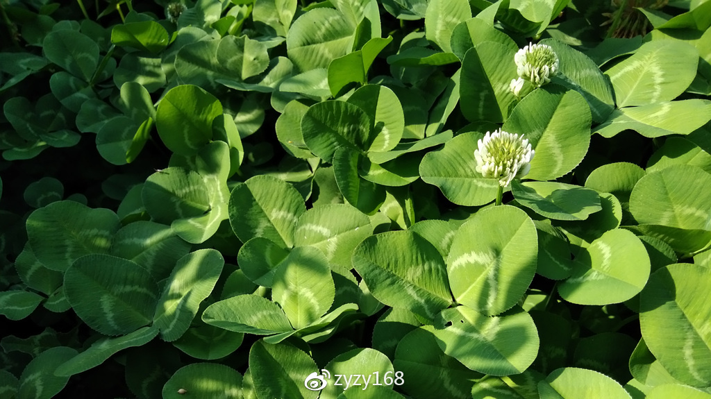 荣耀畅玩716g多少钱,1099元荣耀畅玩30plus