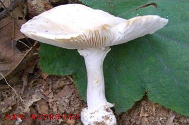 你知道毒蘑菇吃下去以后,它会对你的身体造成什么影响吗?