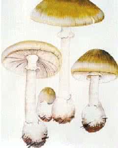 你知道毒蘑菇吃下去以后,它会对你的身体造成什么影响吗?