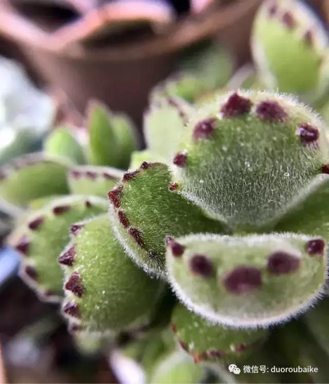 沉浸在花花草草的世界里,沉浸在动物和花海世界中