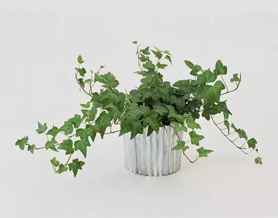 辟谣吸收甲醛最好的室内绿植,能吸附甲醛的绿色植物