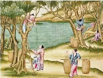 桑基鱼塘农耕文化体验区,传统桑基鱼塘不断萎缩的根本原因