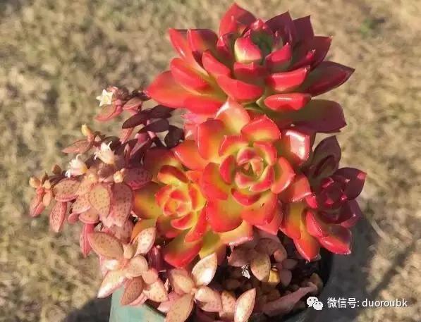 多肉蒂亚小苗怎么养才能爆盆,多肉植物火焰蒂亚徒长了怎么办