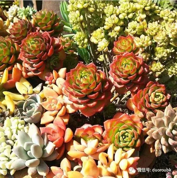 多肉蒂亚小苗怎么养才能爆盆,多肉植物火焰蒂亚徒长了怎么办