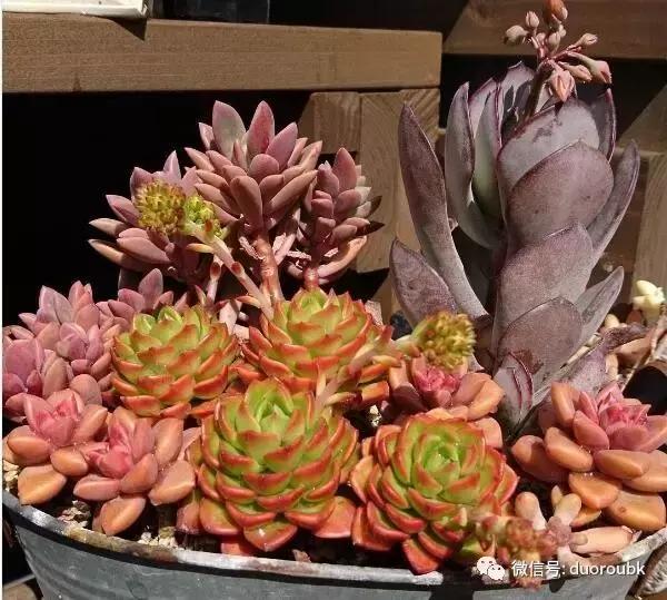 多肉蒂亚小苗怎么养才能爆盆,多肉植物火焰蒂亚徒长了怎么办